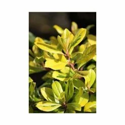 Escallonia laevis 'Gold Ellen | 3L Pot