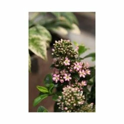 Escallonia 'Pink Elle' | Escallonia laevis Pink Elle 'Lades' |