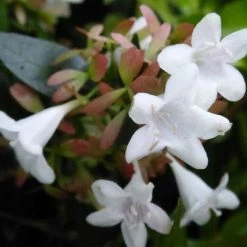 Glossy abelia | Abelia × grandiflora | 3L Pot