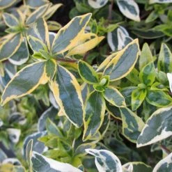 Abelia 'Hopleys' | Abelia × grandiflora 'Hopleys' | 3L Pot