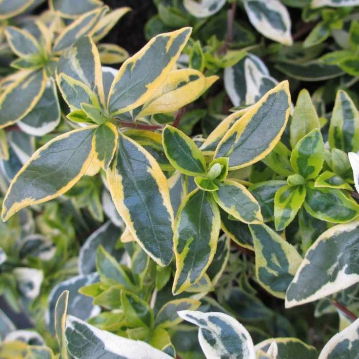 Abelia 'Hopleys' | Abelia × grandiflora 'Hopleys' | 3L Pot