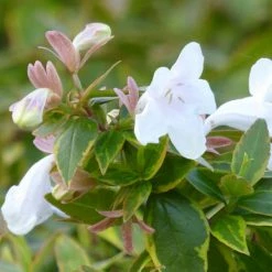 Abelia 'Lady Liberty' | Abelia × grandiflora Lady Liberty 'Keylib' | 3L Pot