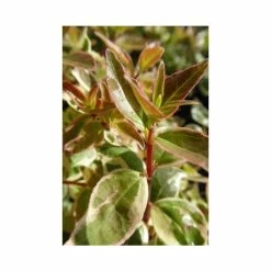 Abelia 'Sparkling Silver' | Abelia × grandiflora 'Sparkling Silver' | 3L Pot