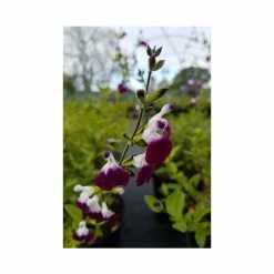 Salvia 'Amethyst Lips' | 3L Pot