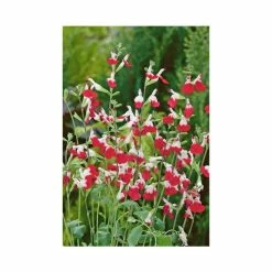 Salvia 'Hot Lips' | 3L Pot