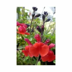 Salvia 'Royal Bumble' | 3L Pot