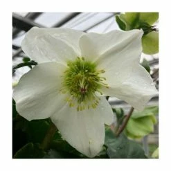 1ft Helleborus 'Lisann' | 3L Pot | Helleborus Gold Collection®