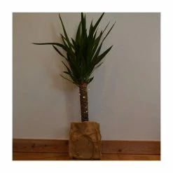 75cm Spineless Yucca with LED Lights | 2L Pot