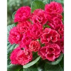 Primlet 'Pink Shades' | 2L Pot