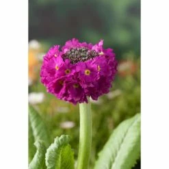 Primula denticulata 'Deep Rose' | 2L Pot