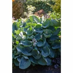 Hosta 'Abiqua Drinking Gourd' | 3L Pot