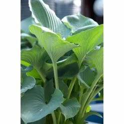 Hosta 'Moonlight Sonata' | 3L Pot