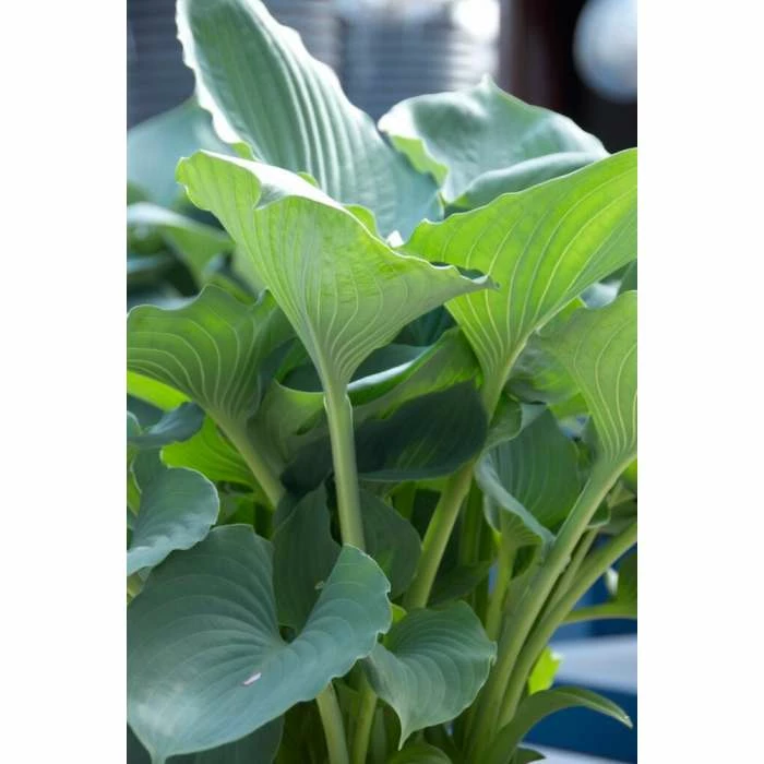 Hosta 'Moonlight Sonata' | 3L Pot