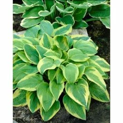 Hosta 'Pilgrim' | 3L Pot