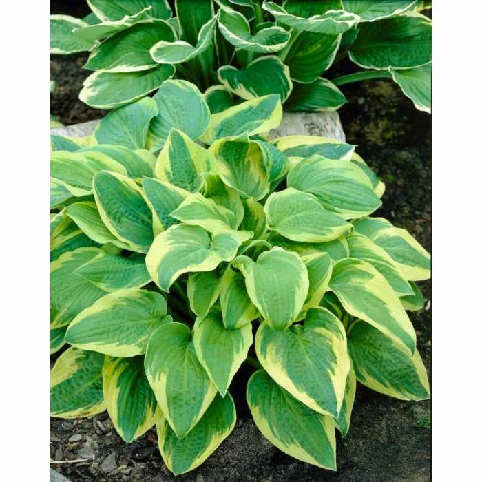 Hosta 'Pilgrim' | 3L Pot