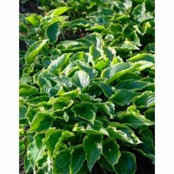 Hosta 'Sugar & Spice' | 3L Pot