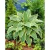 Hosta 'Yellow River' | 3L Pot