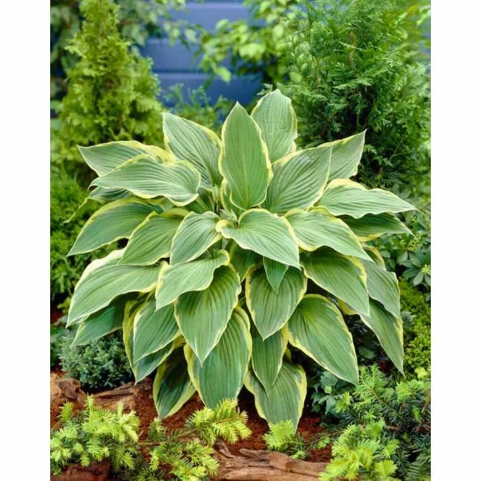 Hosta 'Yellow River' | 3L Pot