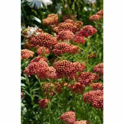 Achillea 'Strawberry Seduction' | 2L Pot