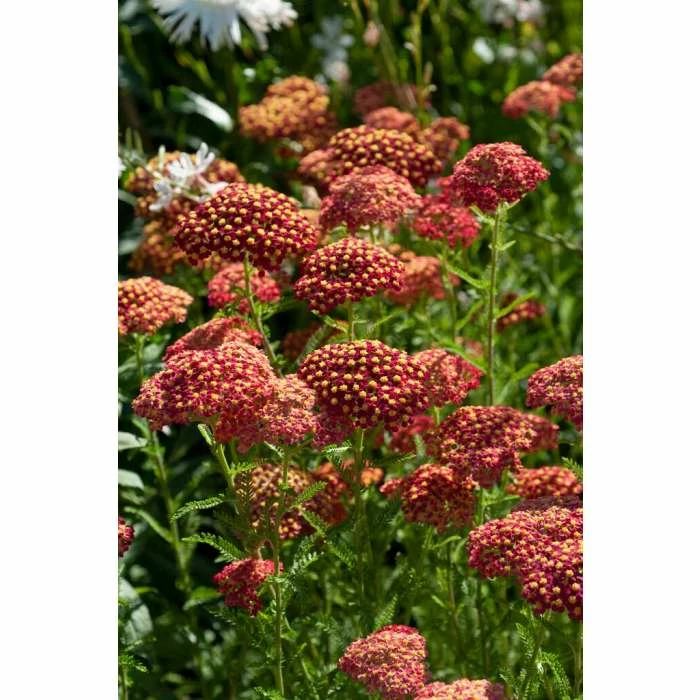 Achillea 'Strawberry Seduction' | 2L Pot