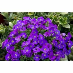 Aubrieta 'Axcent Violet with Eye' | 2L Pot