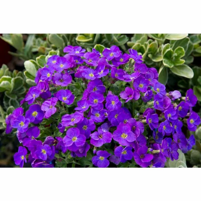 Aubrieta 'Axcent Violet with Eye' | 2L Pot