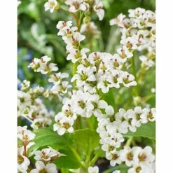 Bergenia 'Bressingham White' | 2L Pot