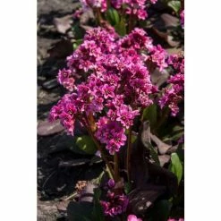 Bergenia 'Dragonfly Sakura' | 2L Pot