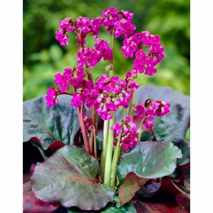 Bergenia 'Eroica' | 2L Pot