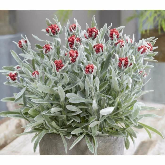 Helichrysum 'Red Jewel' | 2L Pot