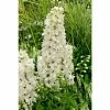Delphinium 'Magic Fountain Pure White' | Larkspur