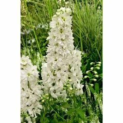 Delphinium 'Magic Fountain Pure White' | Larkspur
