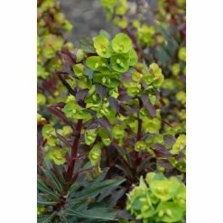 Euphorbia amygdaloides 'Purpurea' | Wood Spurge