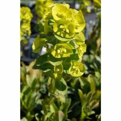 Euphorbia 'Robbiae' | 2L Pot