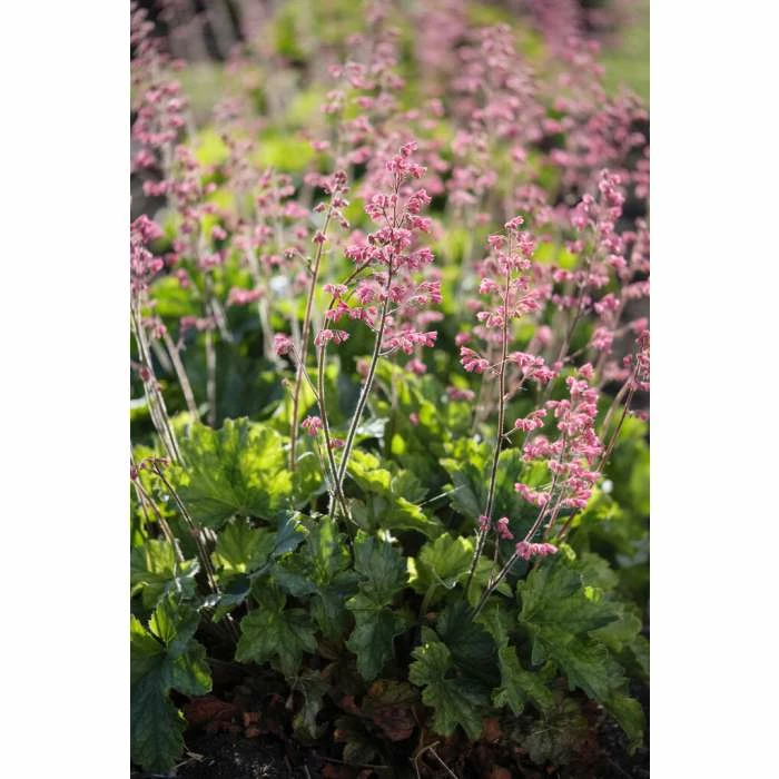 Heucherella 'Pink Fizz' | 3L Pot