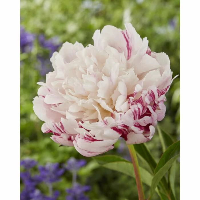 Paeonia lactiflora 'Candy Stripe' | Peony