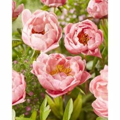 Peony 'Coral Charm' | 3L Pot (deep)
