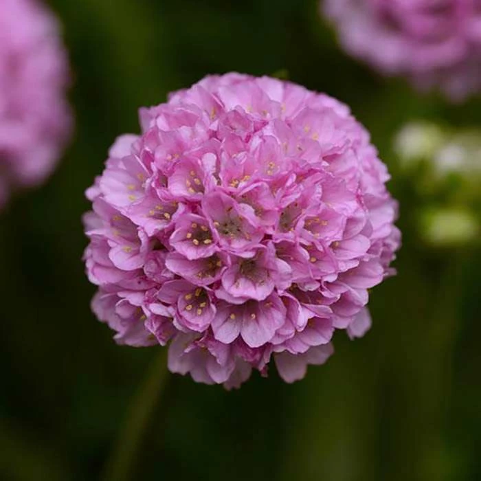 Armeria dreameria 'Sweet Dreams' | 3L Pot