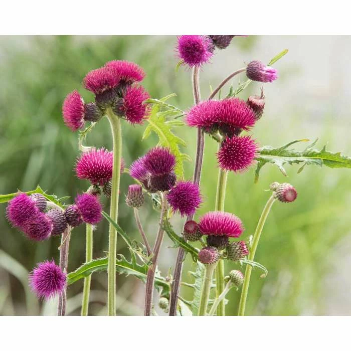 Cirsium 'Trevor's Blue Wonder' | 3L Pot