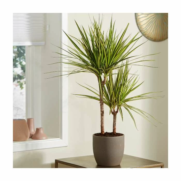 Dracaena marginata 'Golden Dragon' | Dragon Tree | 2L Pot