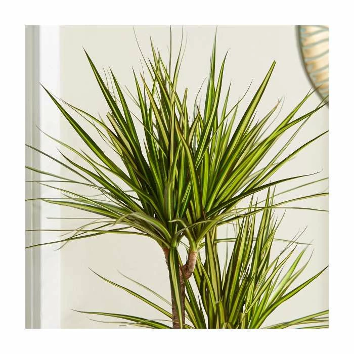 Dracaena marginata 'Golden Dragon' | Dragon Tree | 2L Pot - Image 2