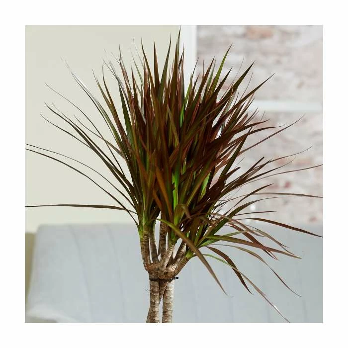 Braided Cane Dracaena marginata 'Magenta' | Dragon Tree | 3L Pot - Image 2