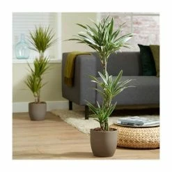 3 Cane Dracaena fragrans 'Warneckii' | Corn Plant | 3L Pot