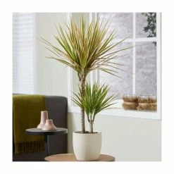 Dracaena marginata 'Rainbow' | Dragon Tree | 2L Pot