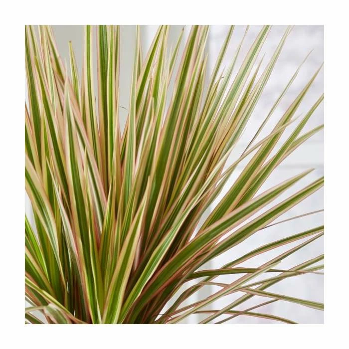 Dracaena marginata 'Rainbow' | Dragon Tree | 2L Pot - Image 2
