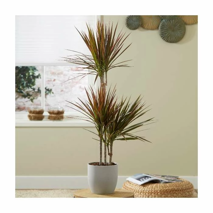 Dracaena marginata 'Colorama' | Dragon Tree | 2L Pot