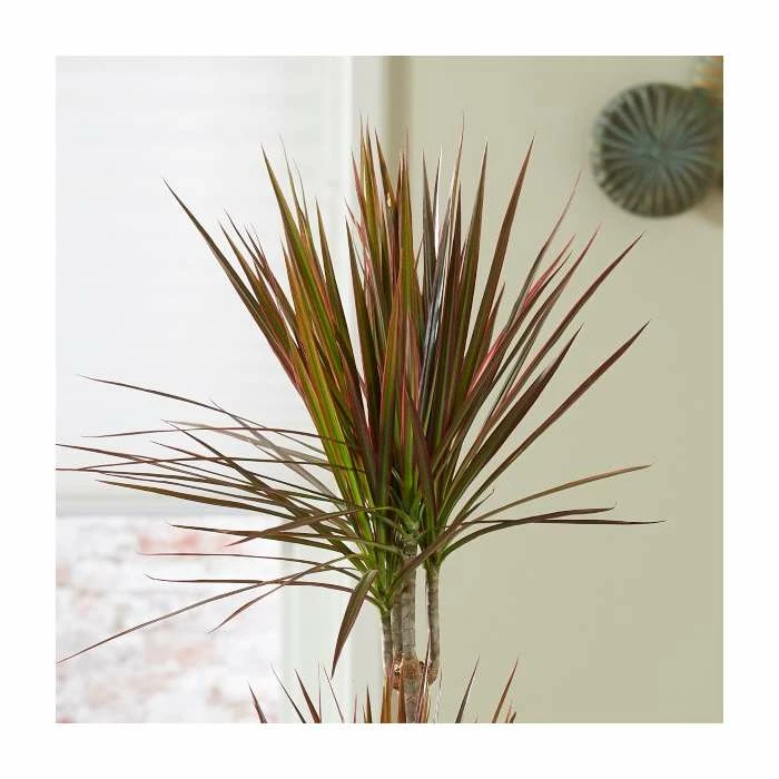 Dracaena marginata 'Colorama' | Dragon Tree | 2L Pot - Image 2