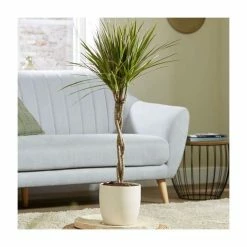 Twisted Cane Dracaena marginata 'Tricolour' | Dragon Tree | 3L Pot