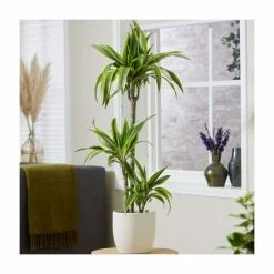 3 Cane Dracaena fragrans 'Lemon Lime' | Corn Plant | 3L Pot