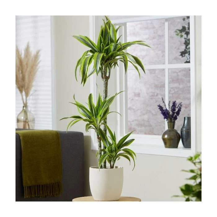3 Cane Dracaena fragrans 'Lemon Lime' | Corn Plant | 3L Pot